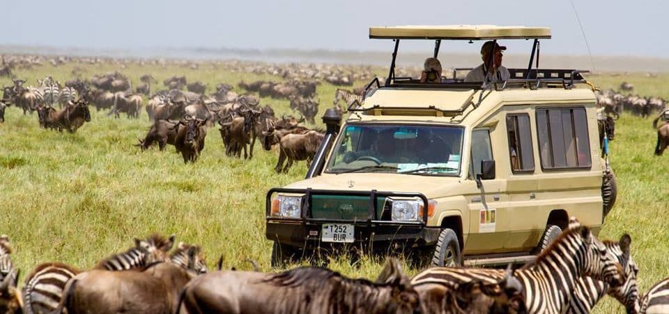 Safari experience