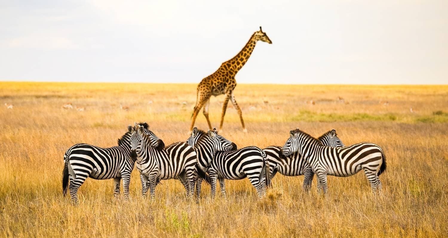 Tanzania wilderness